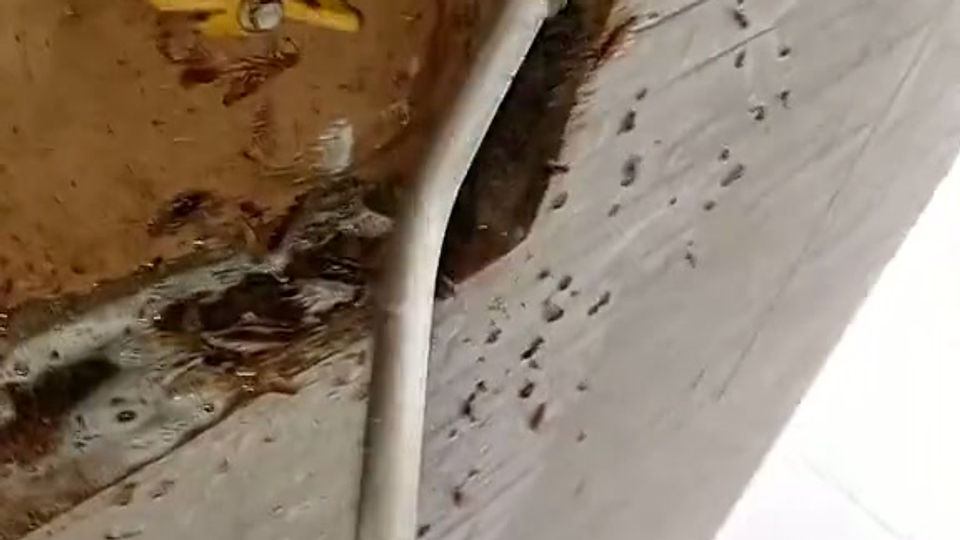 Fuerte Infestación de Cucaracha alemana